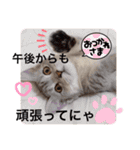 ねこの銀次くん（個別スタンプ：8）