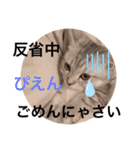 ねこの銀次くん（個別スタンプ：9）