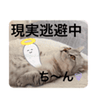 ねこの銀次くん（個別スタンプ：10）