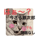 ねこの銀次くん（個別スタンプ：11）