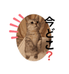 ねこの銀次くん（個別スタンプ：14）