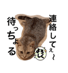 ねこの銀次くん（個別スタンプ：15）