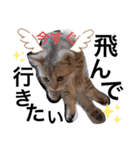 ねこの銀次くん（個別スタンプ：18）