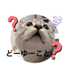ねこの銀次くん（個別スタンプ：19）