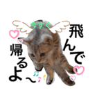 ねこの銀次くん（個別スタンプ：20）