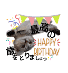 ねこの銀次くん（個別スタンプ：23）