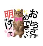 ねこの銀次くん（個別スタンプ：24）