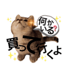 ねこの銀次くん（個別スタンプ：25）