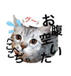 ねこの銀次くん（個別スタンプ：27）