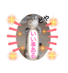 ねこの銀次くん（個別スタンプ：29）