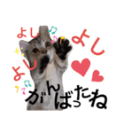 ねこの銀次くん（個別スタンプ：32）