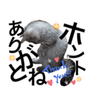 ねこの銀次くん（個別スタンプ：33）