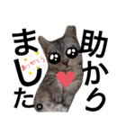 ねこの銀次くん（個別スタンプ：34）