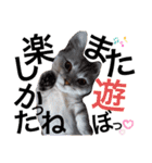 ねこの銀次くん（個別スタンプ：35）