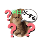ねこの銀次くん（個別スタンプ：36）