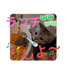ねこの銀次くん（個別スタンプ：39）