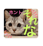 ねこの銀次くん（個別スタンプ：40）
