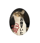 子供達の言葉集にゃ！（個別スタンプ：24）