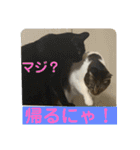 子供達の言葉集にゃ！（個別スタンプ：28）