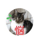 子供達の言葉集にゃ！（個別スタンプ：33）