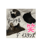 子供達の言葉集にゃ！（個別スタンプ：36）