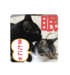 子供達の言葉集にゃ！（個別スタンプ：37）