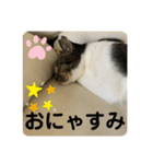 りあたんの言葉にゃ！（個別スタンプ：2）