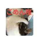 りあたんの言葉にゃ！（個別スタンプ：3）