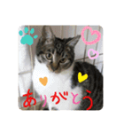 りあたんの言葉にゃ！（個別スタンプ：4）