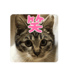 りあたんの言葉にゃ！（個別スタンプ：6）