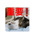 りあたんの言葉にゃ！（個別スタンプ：7）