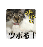りあたんの言葉にゃ！（個別スタンプ：8）