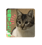 りあたんの言葉にゃ！（個別スタンプ：9）