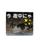 りあたんの言葉にゃ！（個別スタンプ：11）