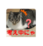 りあたんの言葉にゃ！（個別スタンプ：12）
