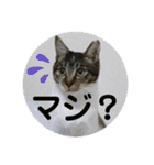 りあたんの言葉にゃ！（個別スタンプ：13）