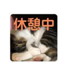 りあたんの言葉にゃ！（個別スタンプ：14）