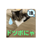 りあたんの言葉にゃ！（個別スタンプ：15）