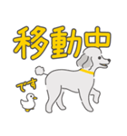 シルバープードルの日常。（個別スタンプ：6）