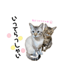 シャムトラ×キジトラ にゃんスタ（個別スタンプ：4）
