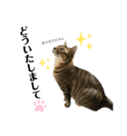 シャムトラ×キジトラ にゃんスタ（個別スタンプ：10）