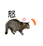 シャムトラ×キジトラ にゃんスタ（個別スタンプ：14）