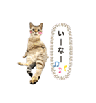 シャムトラ×キジトラ にゃんスタ（個別スタンプ：20）