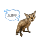 シャムトラ×キジトラ にゃんスタ（個別スタンプ：23）