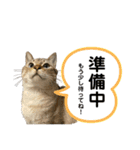 シャムトラ×キジトラ にゃんスタ（個別スタンプ：24）