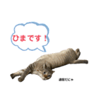 シャムトラ×キジトラ にゃんスタ（個別スタンプ：30）