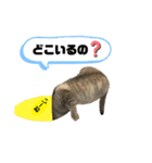 シャムトラ×キジトラ にゃんスタ（個別スタンプ：33）