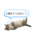 シャムトラ×キジトラ にゃんスタ（個別スタンプ：40）