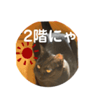 くろすけとありたんのスタンプ（個別スタンプ：9）