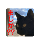 くろすけとありたんのスタンプ（個別スタンプ：12）